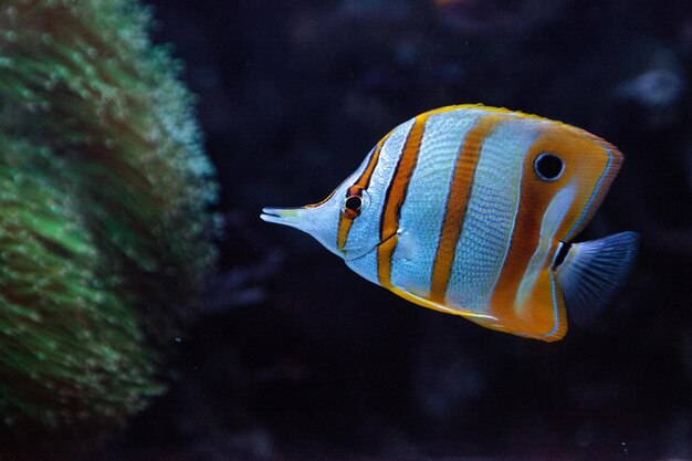 Photo le poisson-papillon à bandes de cuivre chelmon rostratus pique les coraux du récif