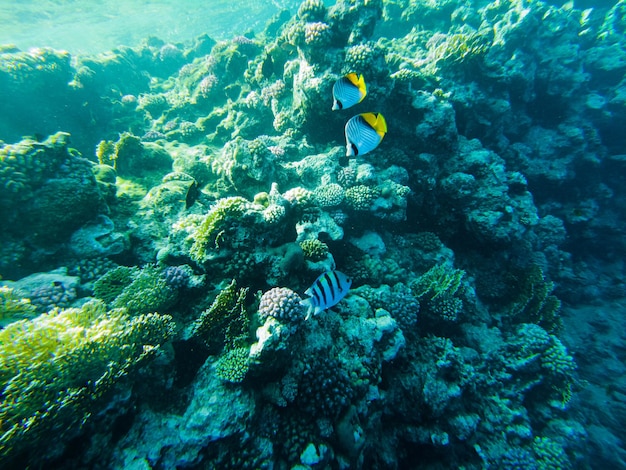 Poisson papillon, Chaetodon semilarvatus. les poissons se nourrissent du récif.