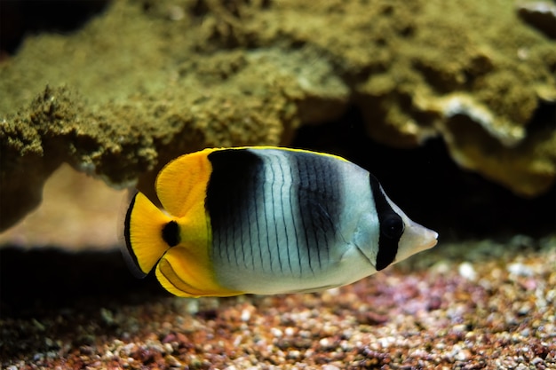 Poisson-papillon à double selle du Pacifique chaetodon ulietensis poisson sous l'eau en mer