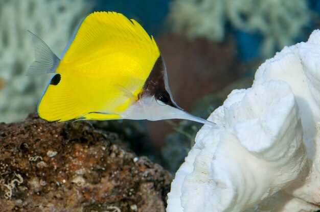 Le poisson-papillon à long nez jaune, un poisson d'aquarium d'eau salée nageant dans le corail