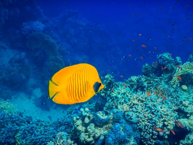 Poisson papillon masque jaune nageant dans l'eau d'un bleu profond