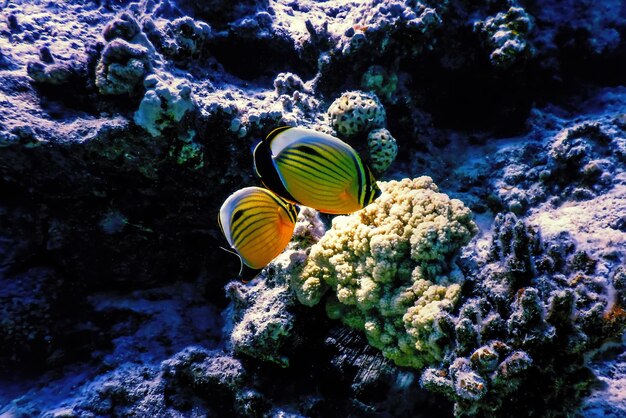 Photo poisson-papillon à queue noire chaetodon austriacus poisson-papillon polype poisson corail eaux tropicales