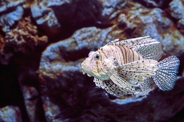 Poisson-papillon rouge ou Pterois volitans, ce poisson en forme d'amande est recouvert de rayures zébrées rouges et blanches, et a de longues nageoires élaborées et des épines venimeuses.