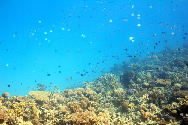 Poisson parmi les coraux en Mer Rouge