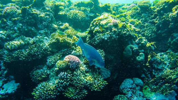Le poisson perroquet caméléon (caméléon Scarus) se nourrit parmi les coraux de la mer rouge.