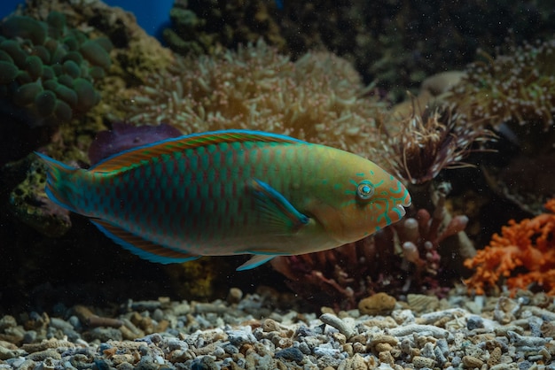 Poisson perroquet dans les récifs coralliens