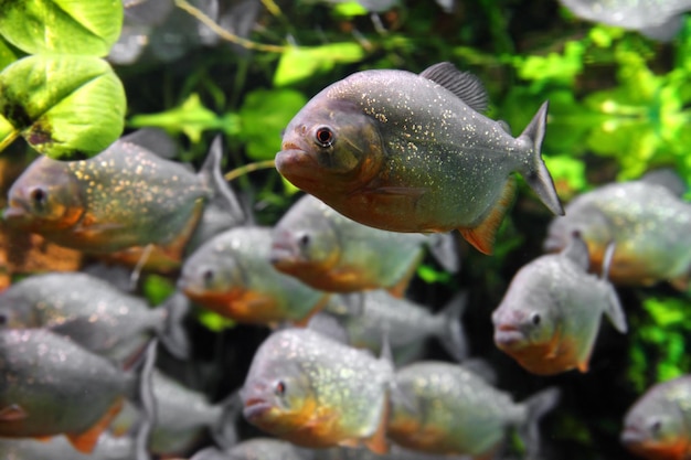 Poisson piranha