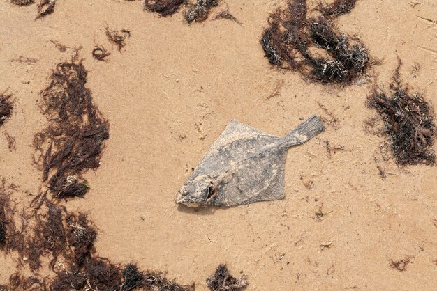 Poisson plat mort sur le sable au bord de la mer.