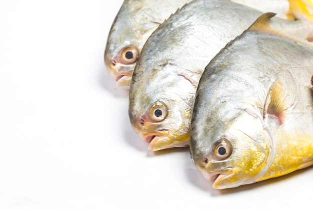 Poisson Pomfret Doré