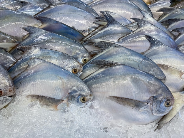 Poisson Pomfret frais sur le marché à vendre