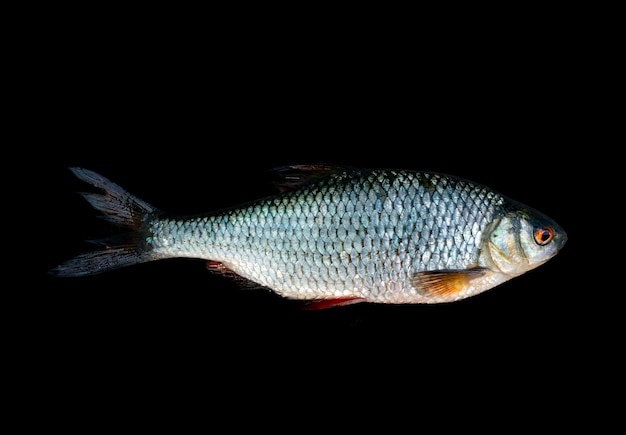 Un poisson avec une queue blanche et argentée est sur un fond noir.