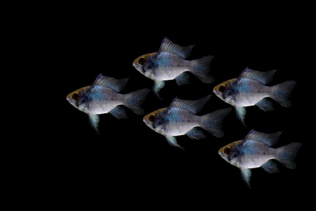 Poisson ramirezi bleu électrique isolé sur fond noir