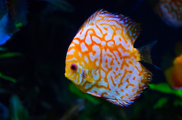 Poisson de récif de corail orange