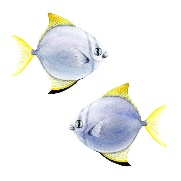 Poisson de récif corallien argenté moony illustration aquarelle isolé sur fond blanc