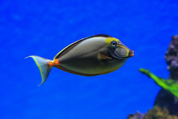 Poisson Rhino flotte dans l'eau bleue sur fond de coraux Poisson de la mer rouge Poisson rhino