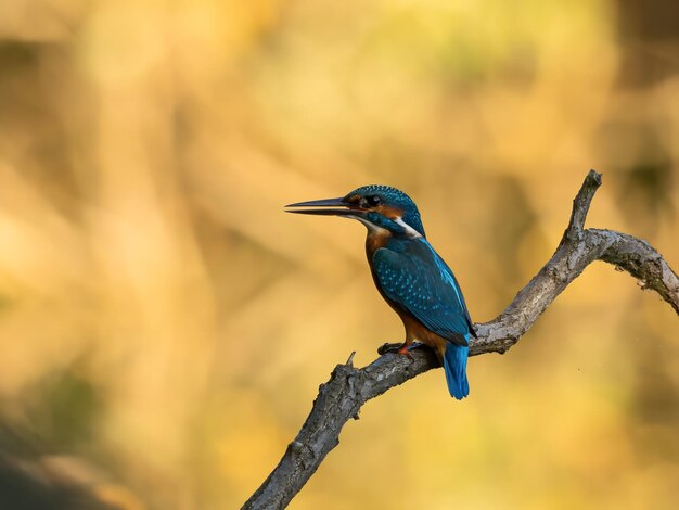 Poisson-rois commun sur une branche d'arbre lumière floue à l'arrière-plan photo de la faune