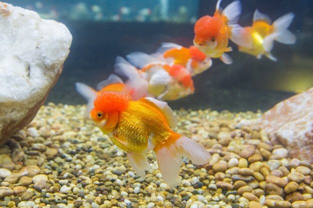 Poisson rouge en aquarium avec des plantes vertes