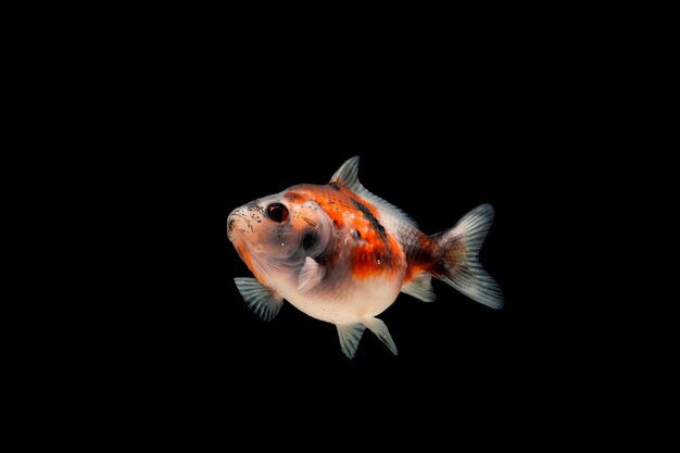 Poisson rouge coloré isolé sur fond noir