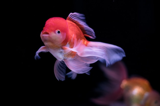 Poisson rouge dans un aquarium