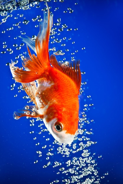 Photo poisson rouge dans l'eau bleu foncé...