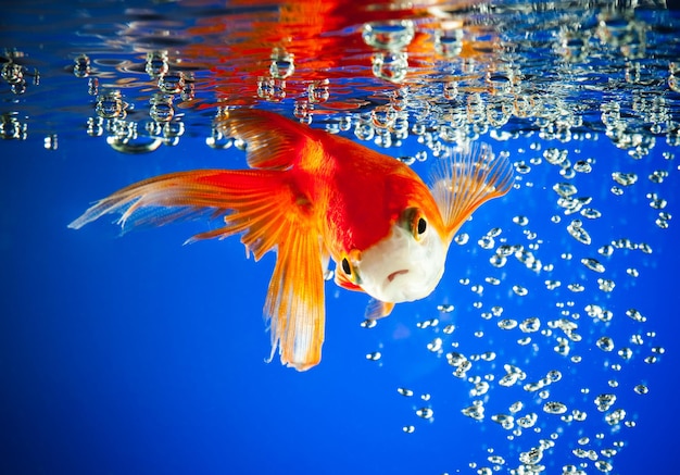 poisson rouge dans l'eau bleu foncé...