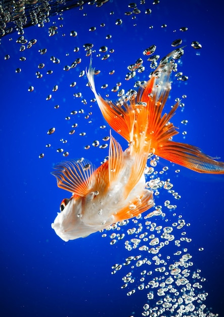 poisson rouge dans l'eau bleu foncé...