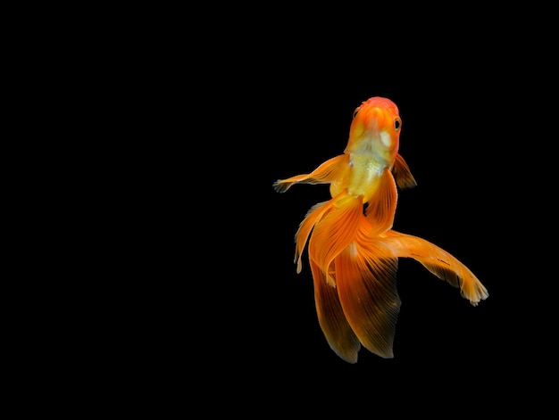 Photo poisson rouge dans l'eau avec espace copie