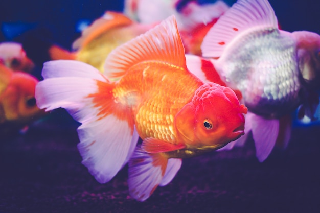 Poisson rouge dans une vitrine.