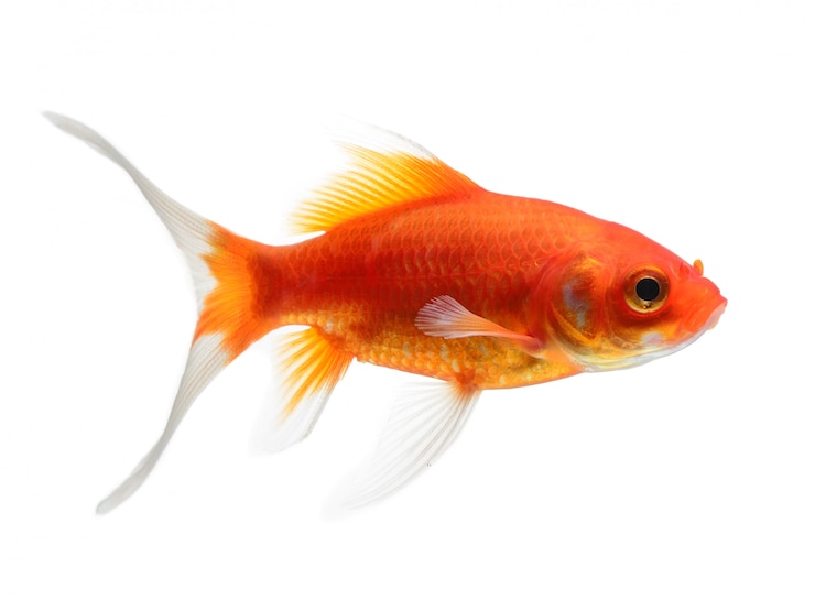 Photo poisson rouge isolé sur un espace blanc