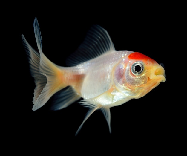 Poisson rouge isolé sur un espace noir