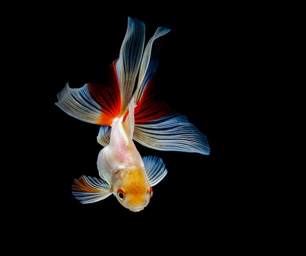 Poisson rouge isolé sur un fond noir foncé