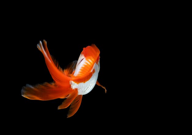 Poisson rouge isolé sur fond noir foncé