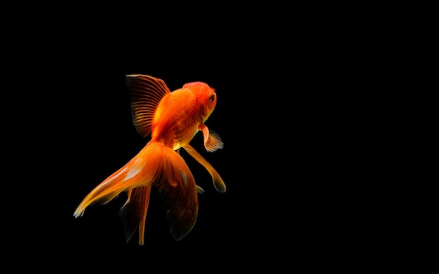 Poisson rouge isolé sur fond noir foncé