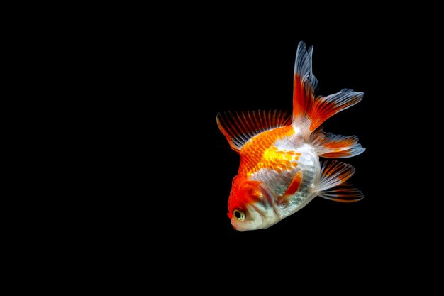 Poisson rouge isolé sur fond noir foncé