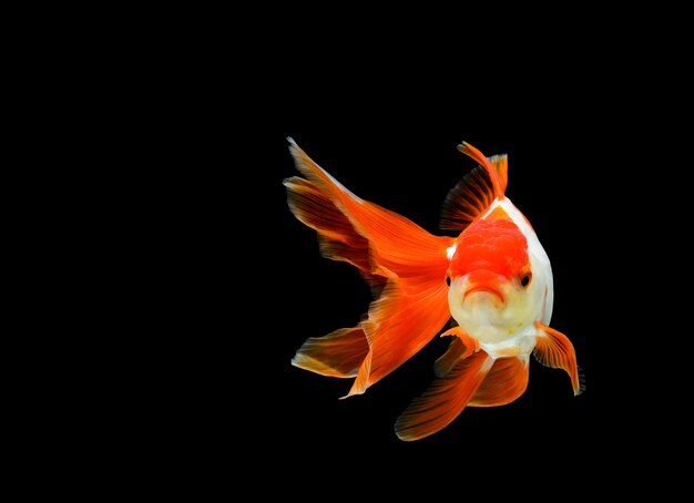 Poisson rouge isolé sur fond noir foncé