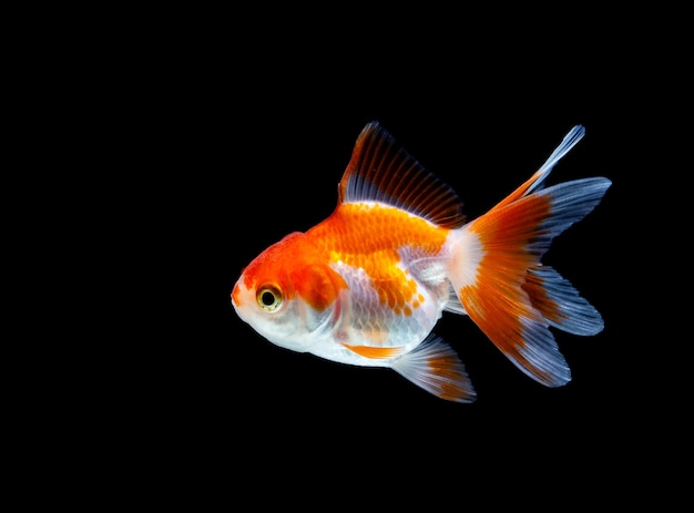 Poisson rouge isolé sur un fond noir foncé