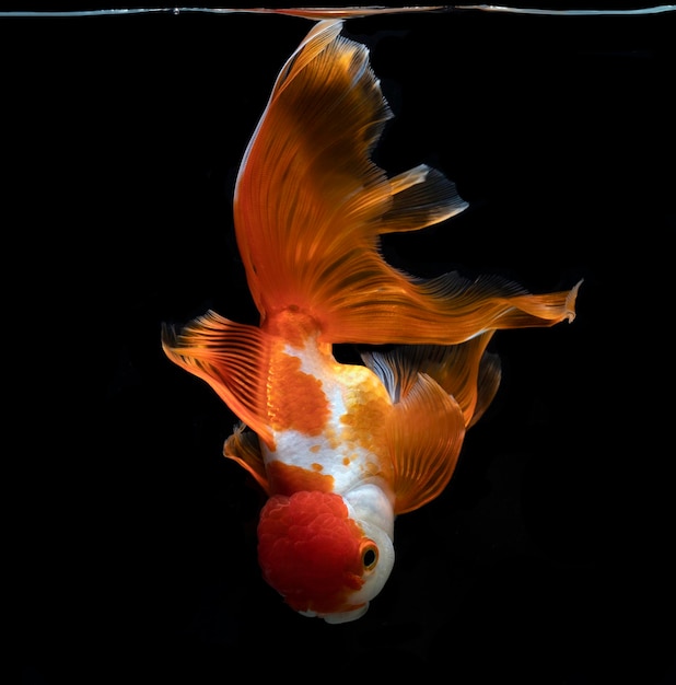 Poisson rouge isolé sur un fond noir foncé