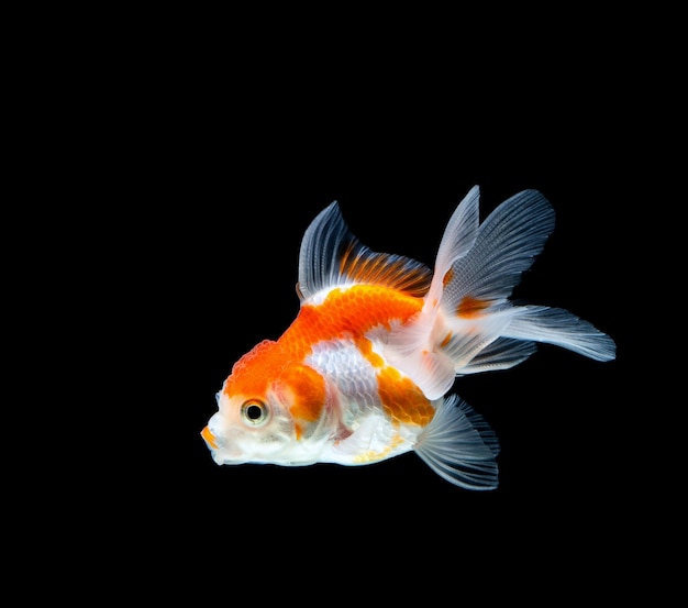 Poisson rouge isolé sur un fond noir foncé