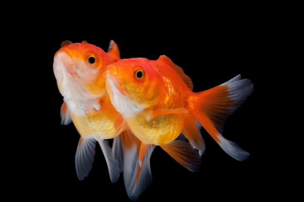 poisson rouge isolé sur fond noir