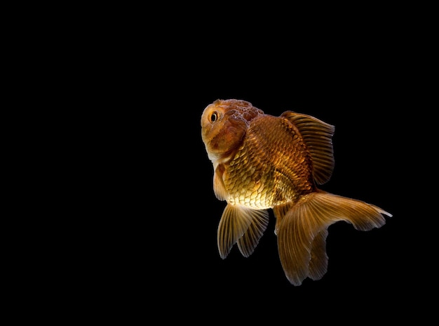 Poisson rouge isolé sur fond noir