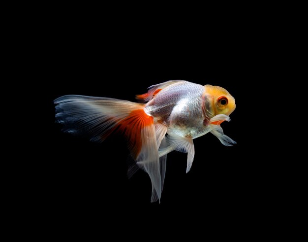 Poisson rouge isolé sur fond sombre