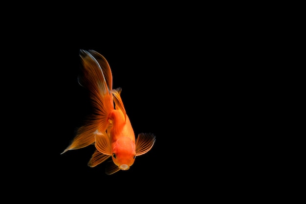 Poisson rouge isolé sur un mur noir foncé