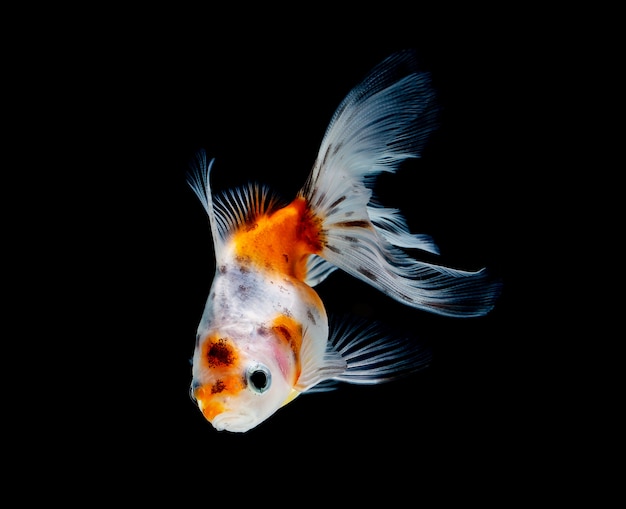 Poisson rouge isolé sur noir foncé