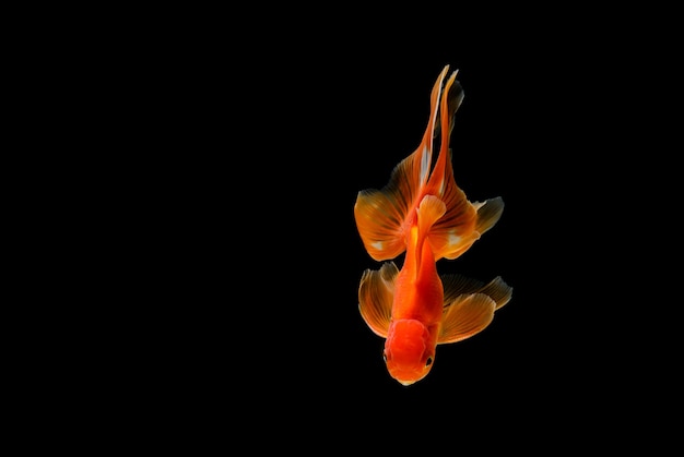 Poisson rouge isolé sur un noir foncé