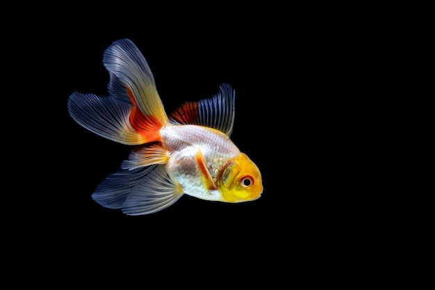 Poisson rouge isolé sur une sombre