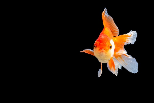 Poisson rouge oranda avec fond noir