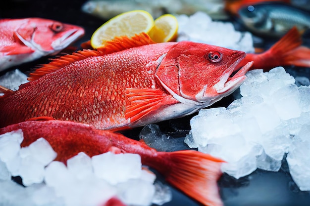 Poisson rouge vif allongé sur la glace sur le comptoir du marché aux poissons