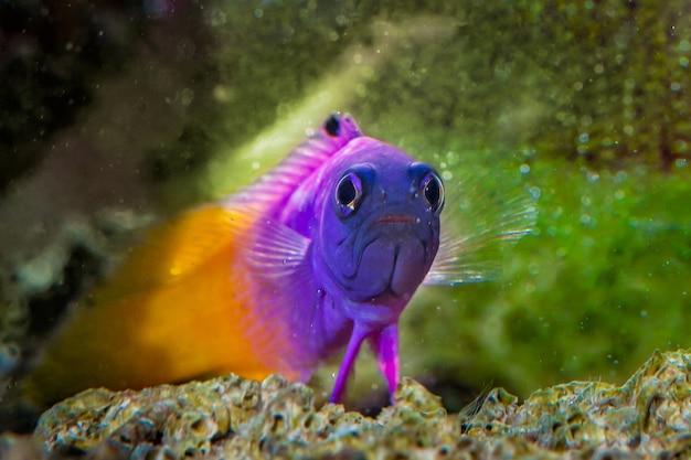 Photo poisson royal gramma basslet