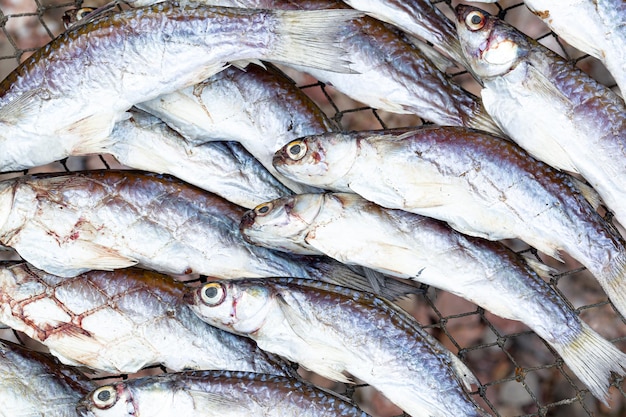 poisson salé séché,Le poisson salé est un poisson qui a été conservé par salage