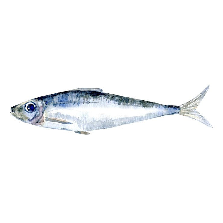 Photo poisson sardine aquarelle